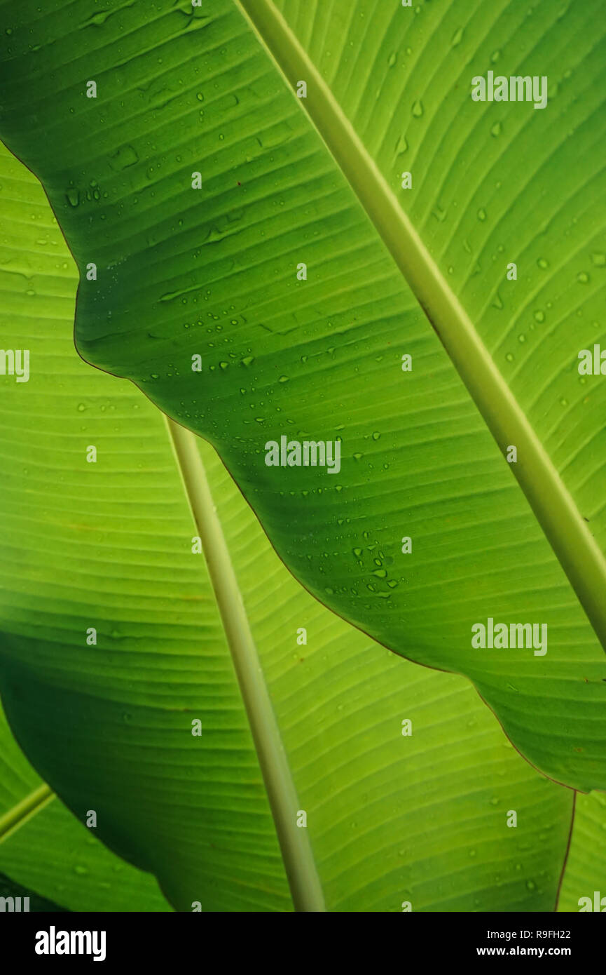Close Up of Wet Green Banana Leaves Stock Photo