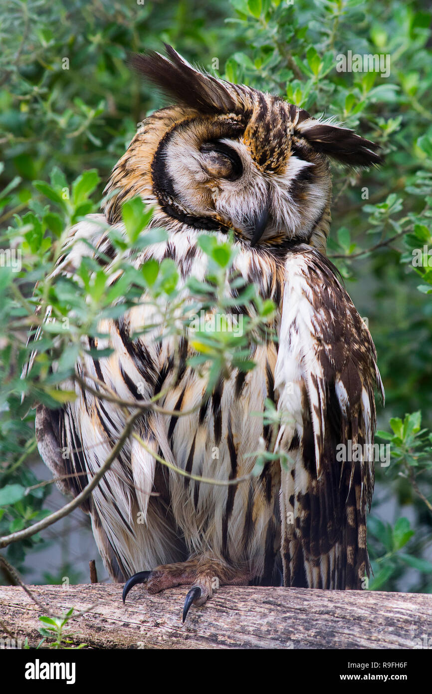An owl sleeping on a branch in Tandil, Argentina. Stock Photo