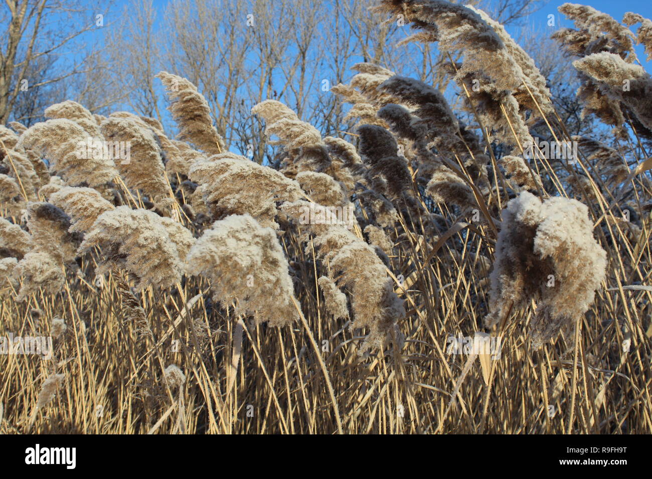 Dry grass at the roadside covered in snow at minus 15 degrees below zero. This photo was taken near the river saint Laurent in Montreal, Canada. Stock Photo