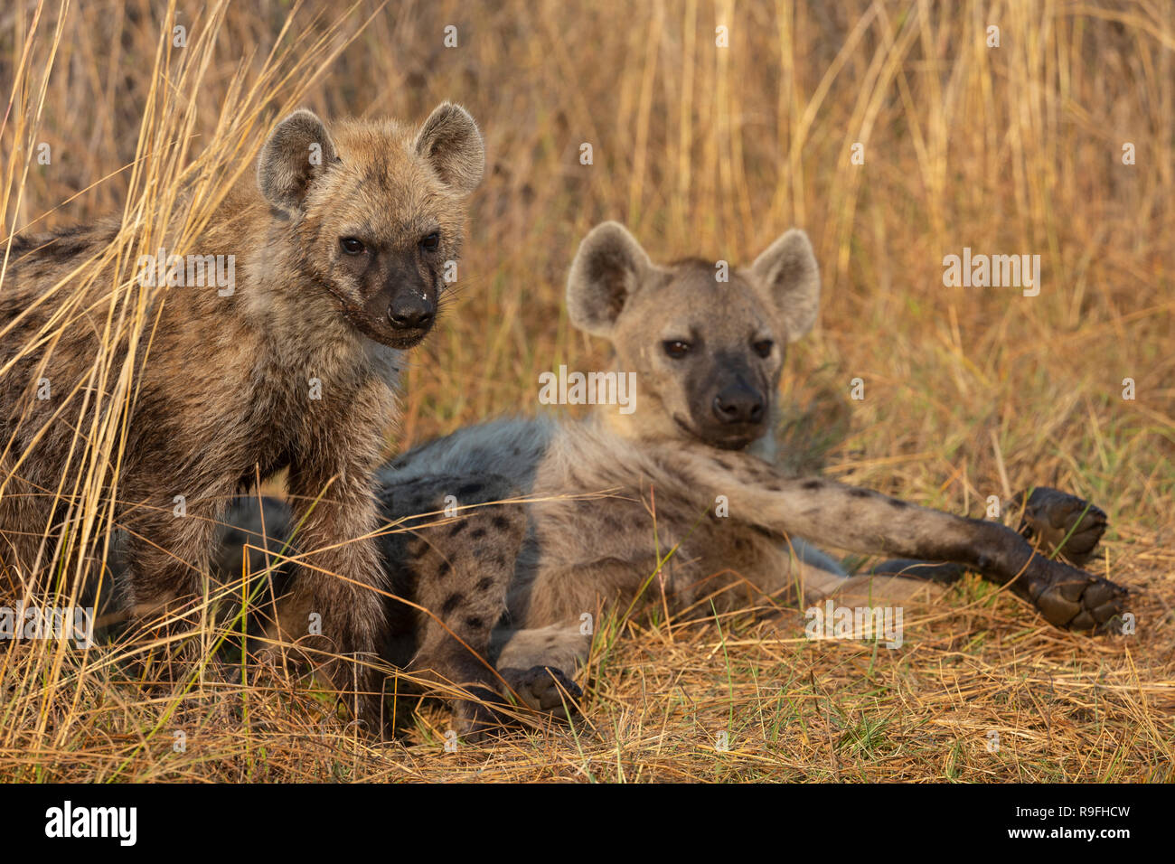 Spotted hyaena (Crocuta crocuta), Khwai conservancy, Okavango delta, Botswana, Stock Photo