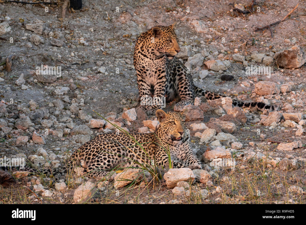 Leopard (Panthera pardus) siblings, Chobe national park, Botswana, Stock Photo