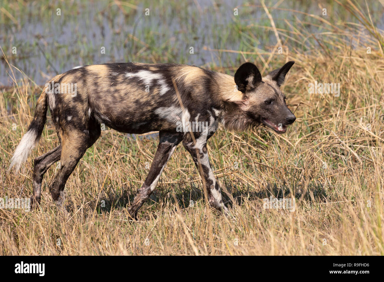 African wild dog (Lycaon pictus), Khwai conservancy, Okavango delta, Botswana Stock Photo