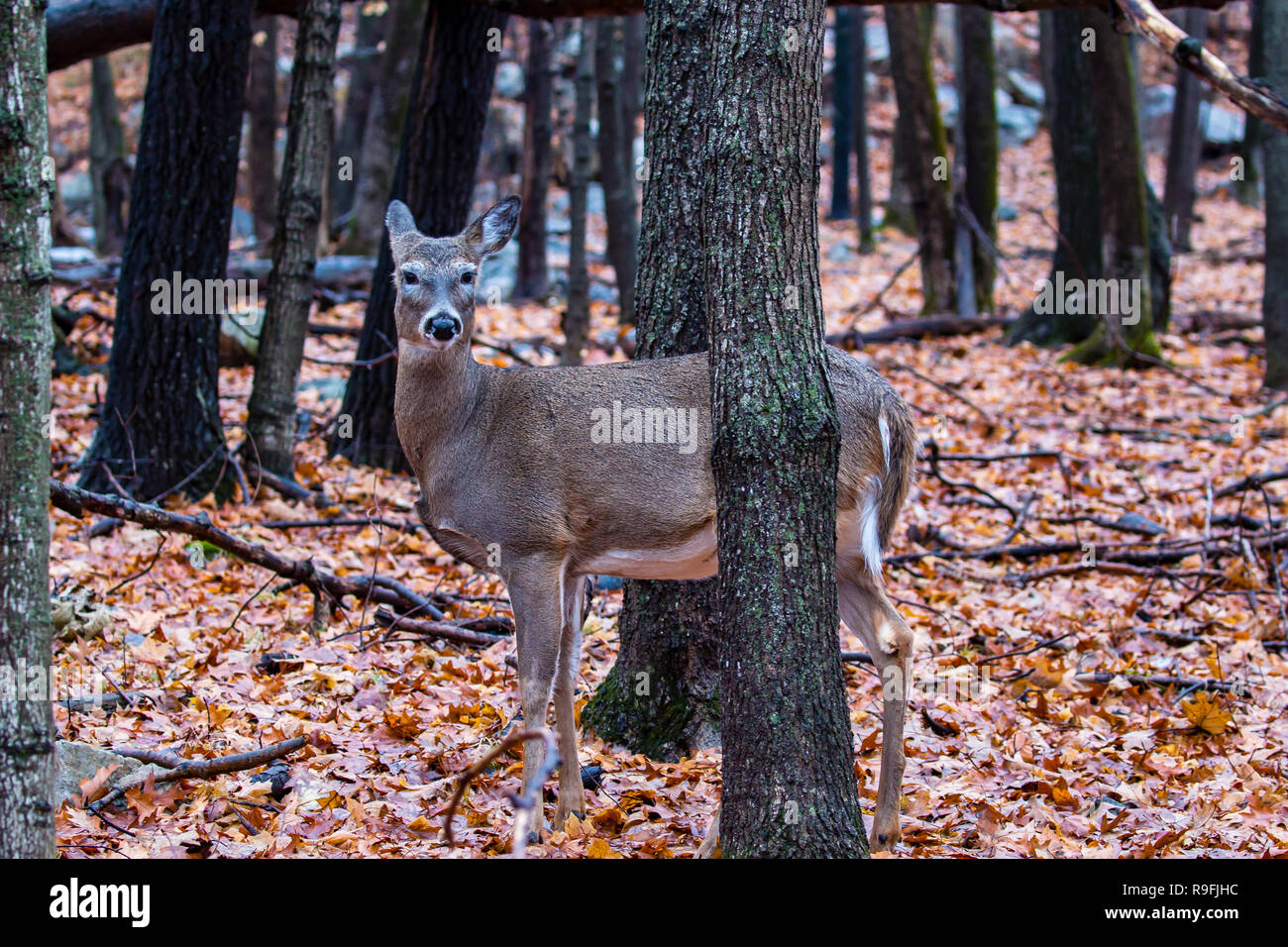 Whitetailed deer listening in two separate directions at the same time