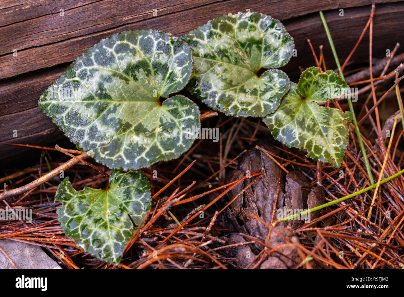 Cyclamen graecum (Greek cyclamen) leaves Stock Photo Alamy
