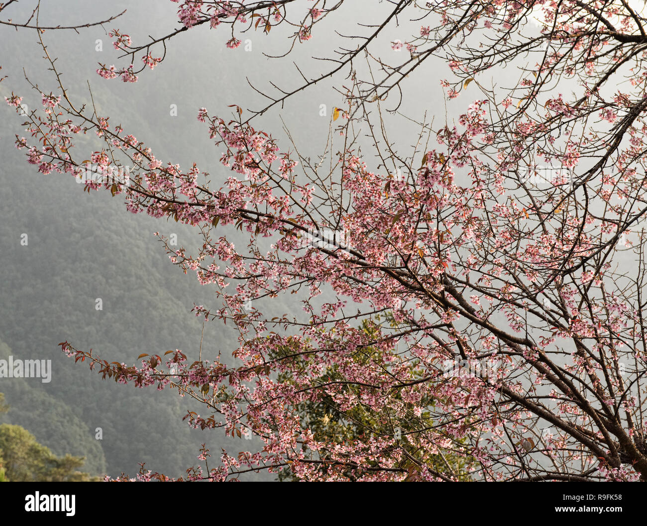 Himalayan wild cherry blossoms (Prunus cerasoides) along the Everest Base Camp trek, Khumbu, Nepal Stock Photo