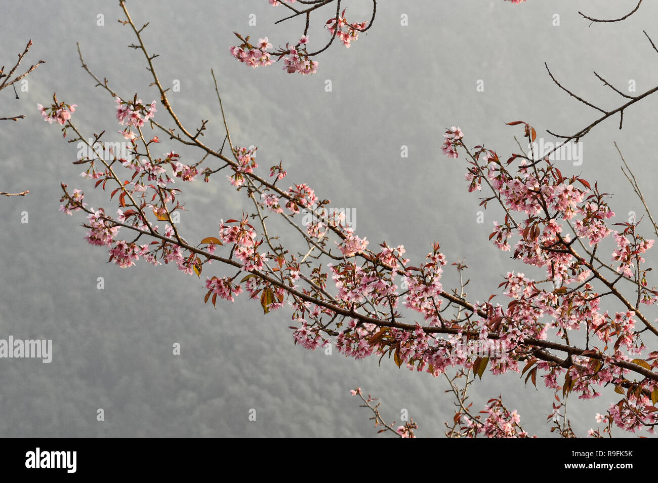 Himalayan wild cherry blossoms (Prunus cerasoides) along the Everest Base Camp trek, Khumbu, Nepal Stock Photo