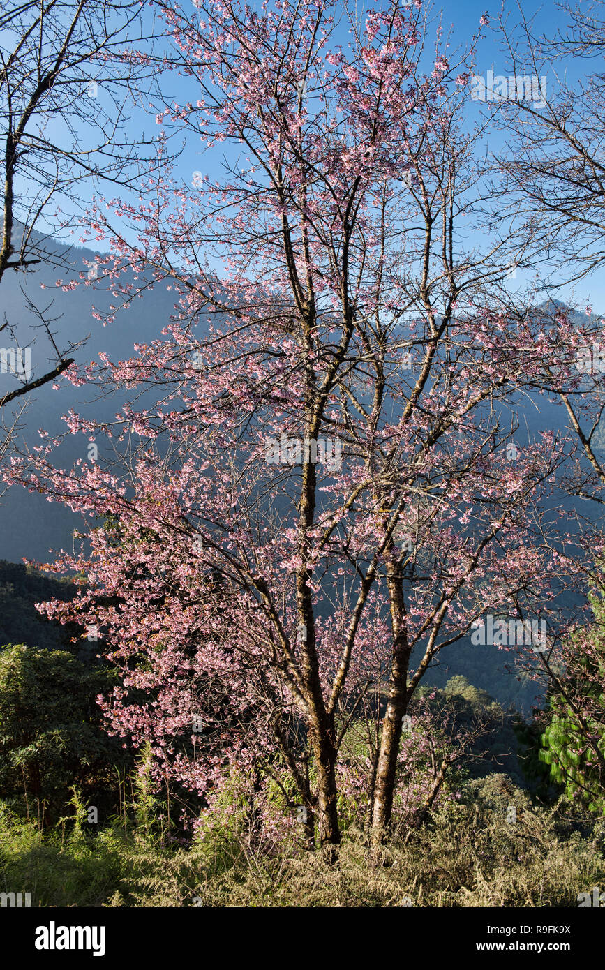 Himalayan wild cherry blossoms (Prunus cerasoides) along the Everest Base Camp trek, Khumbu, Nepal Stock Photo