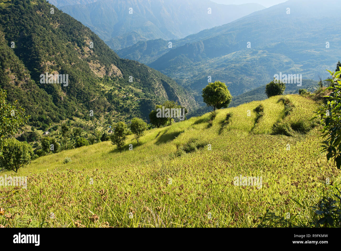 Fields of millet on the trail to Everest Base Camp, Khumbu, Nepal Stock  Photo - Alamy