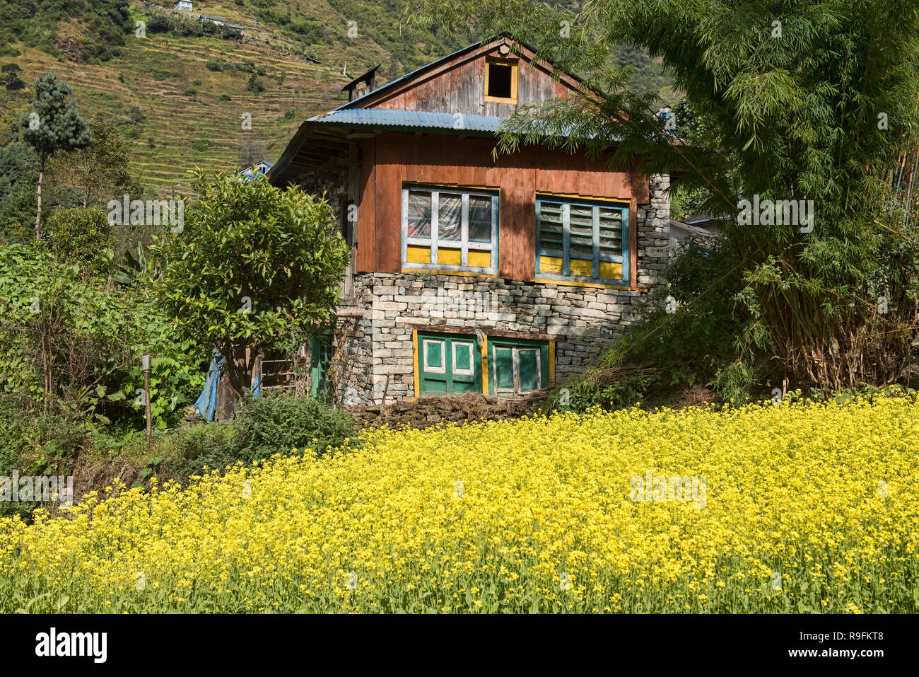 Field of mustard flowers on the trail to Everest Base Camp, Khumbu, Nepal Stock Photo