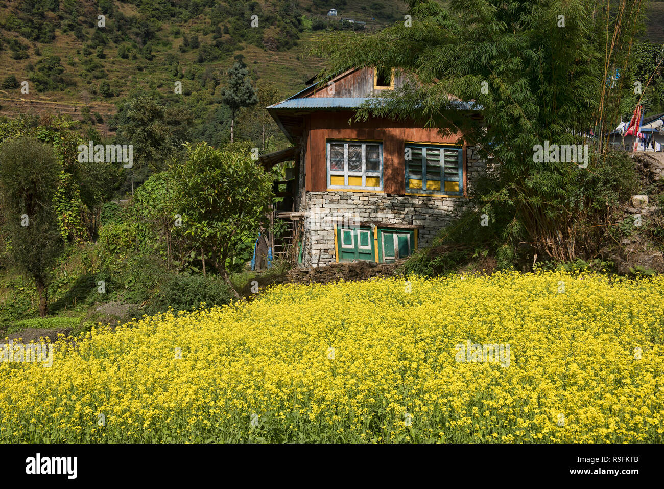 Field of mustard flowers on the trail to Everest Base Camp, Khumbu, Nepal Stock Photo