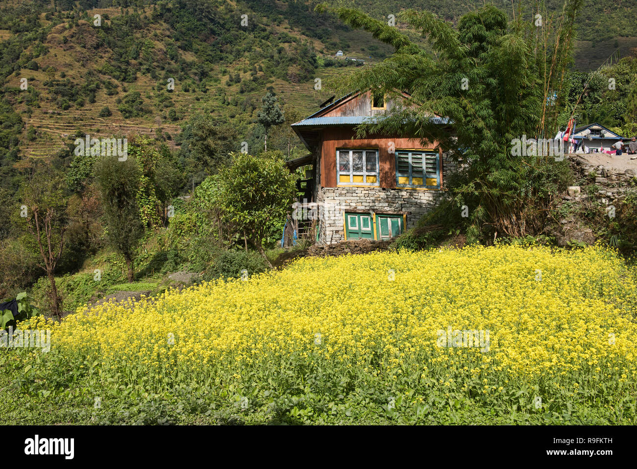 Field of mustard flowers on the trail to Everest Base Camp, Khumbu, Nepal Stock Photo