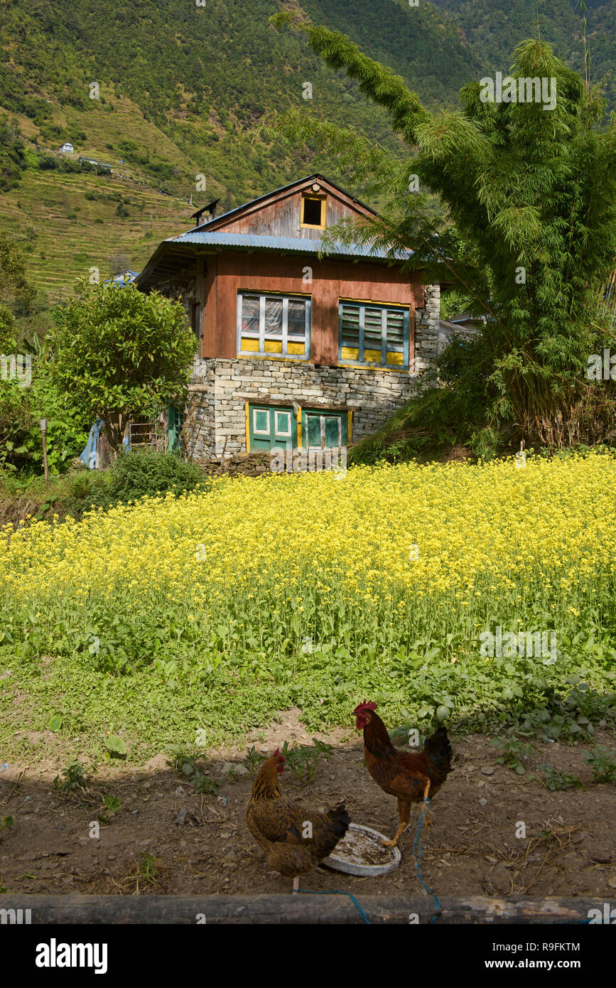 Field of mustard flowers on the trail to Everest Base Camp, Khumbu, Nepal Stock Photo