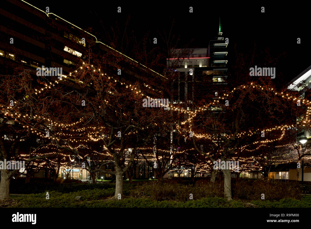 Christmas lights in the trees in a square in downtown Boise Idaho Stock