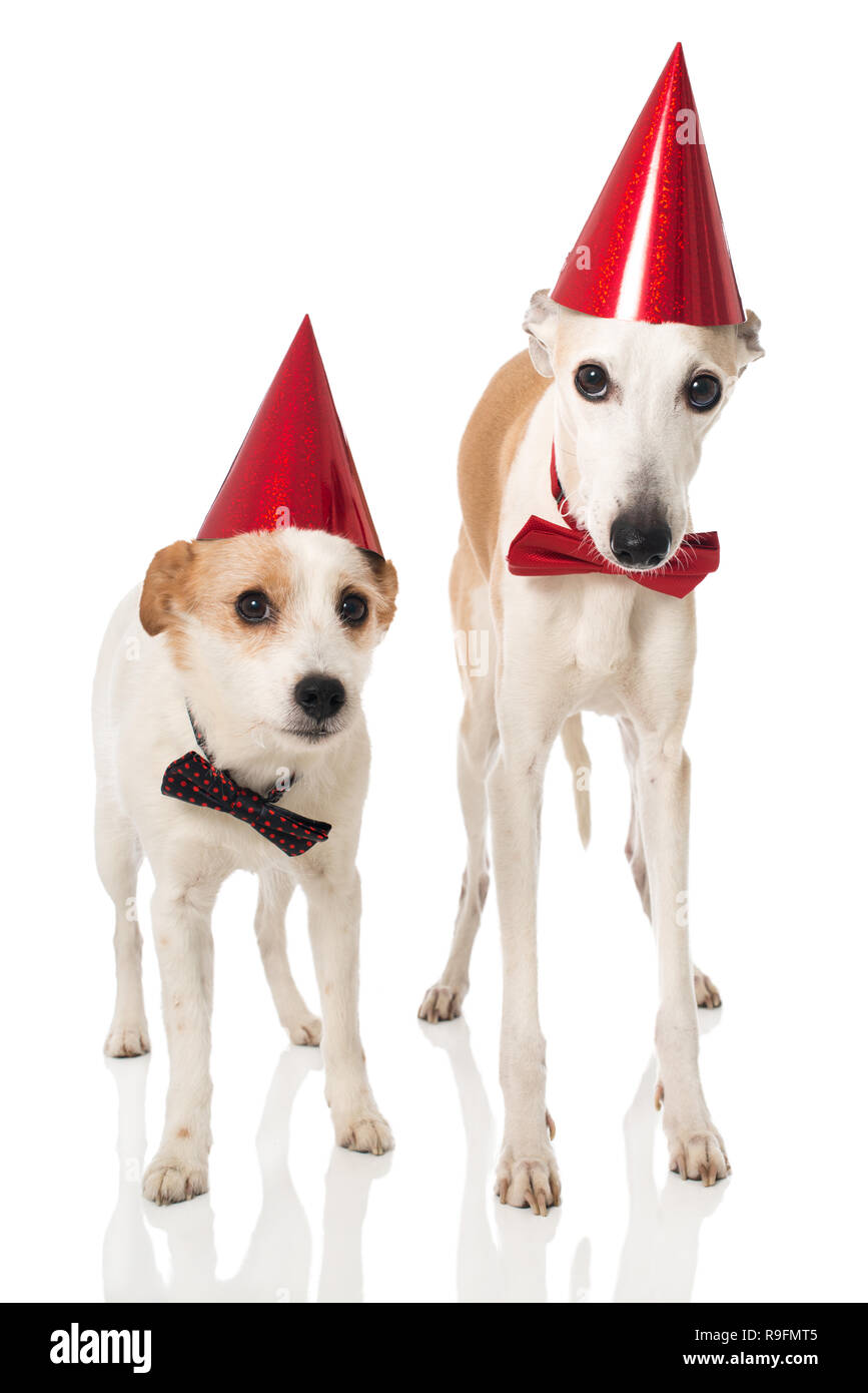 A Whippet And A Cross Breed Terrier Dog With Hats And Tie Standing