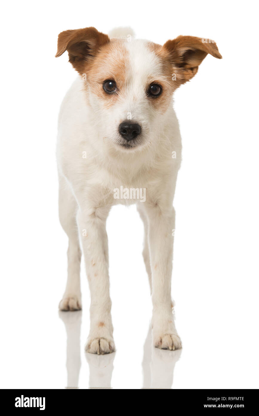 Cross breed terrier dog standing on white background Stock Photo - Alamy