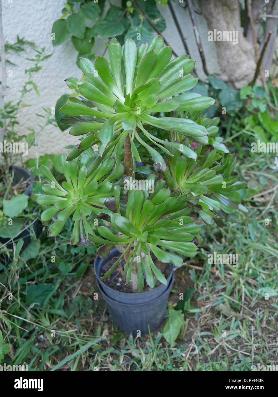 Tree houseleek in a pot. Aeonium, a subtropical plants of the family Crassulaceae. Stock Photo