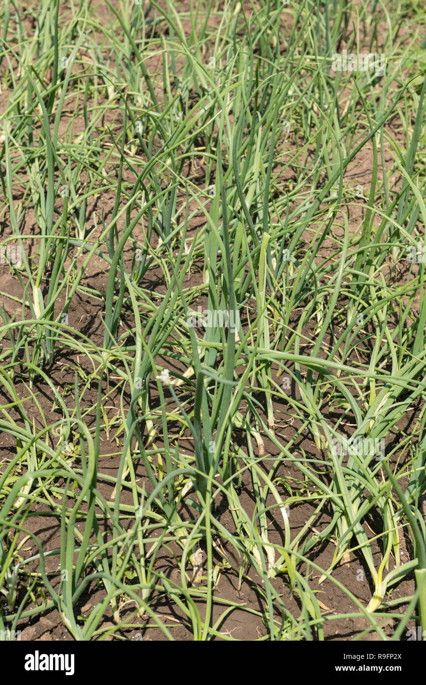 Green onions in ground hi-res stock photography and images - Alamy