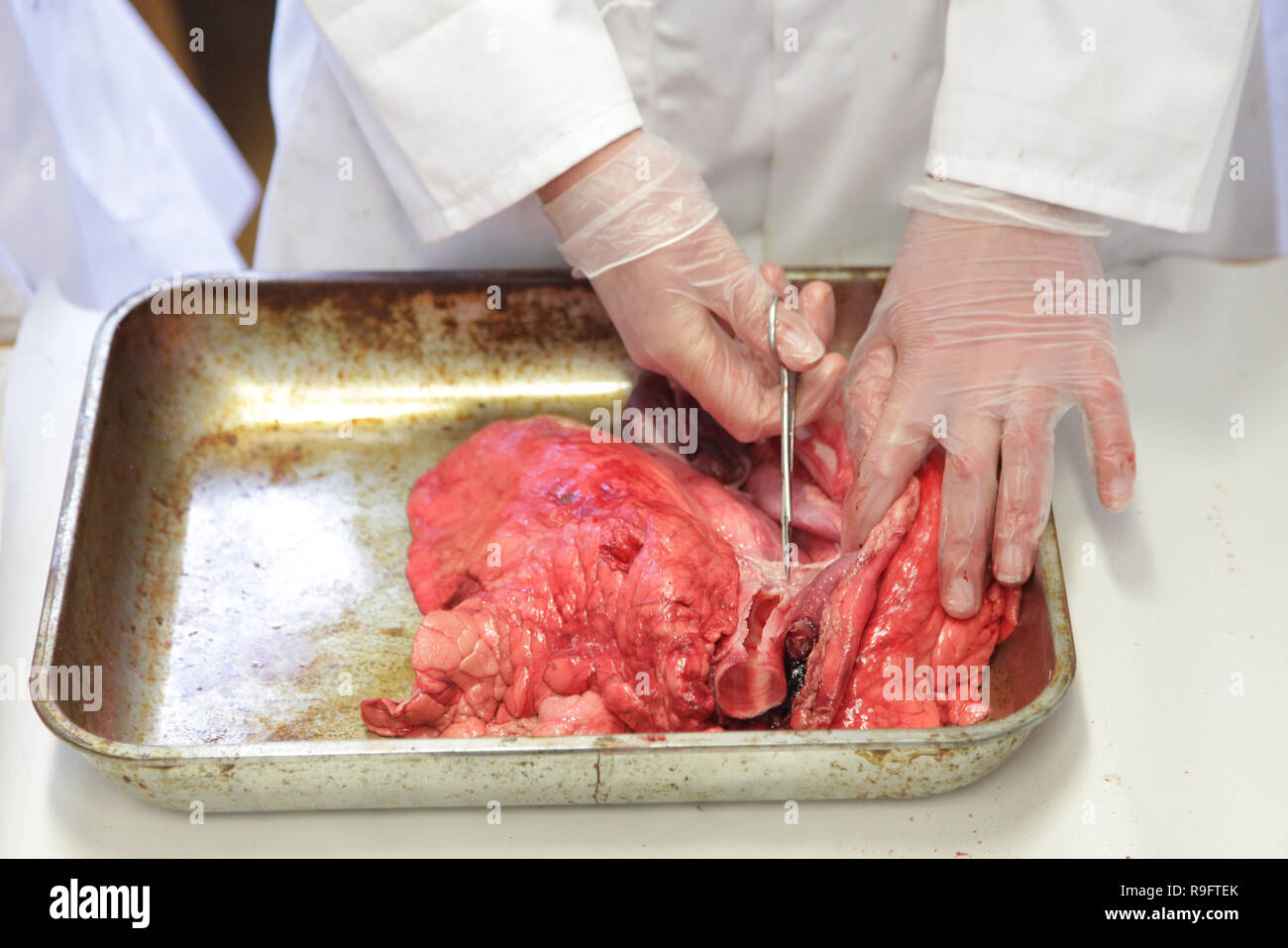 A biology teacher cuts up a lung in a metal tray using dissection scissors. Stock Photo