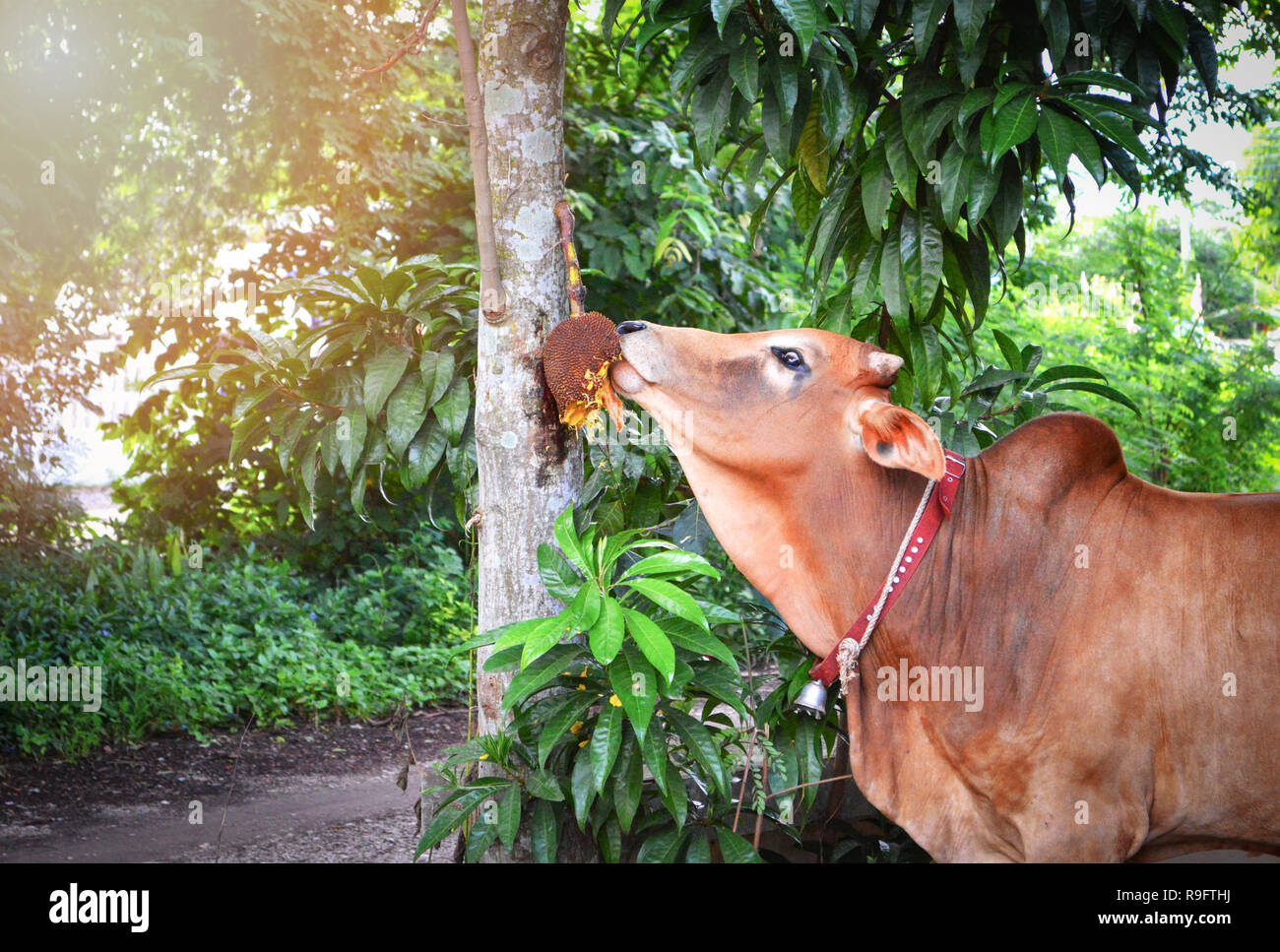 Cattle eating fruit hi-res stock photography and images - Alamy