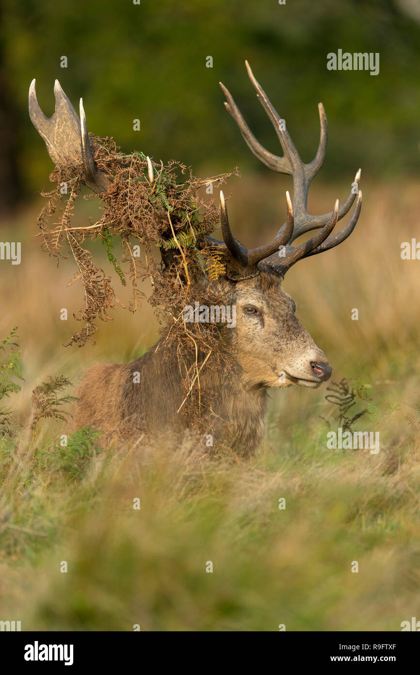 Red Deer; Cervus elaphus Single Stag; Antlers Draped in Bracken Richmond Park; London; UK Stock Photo