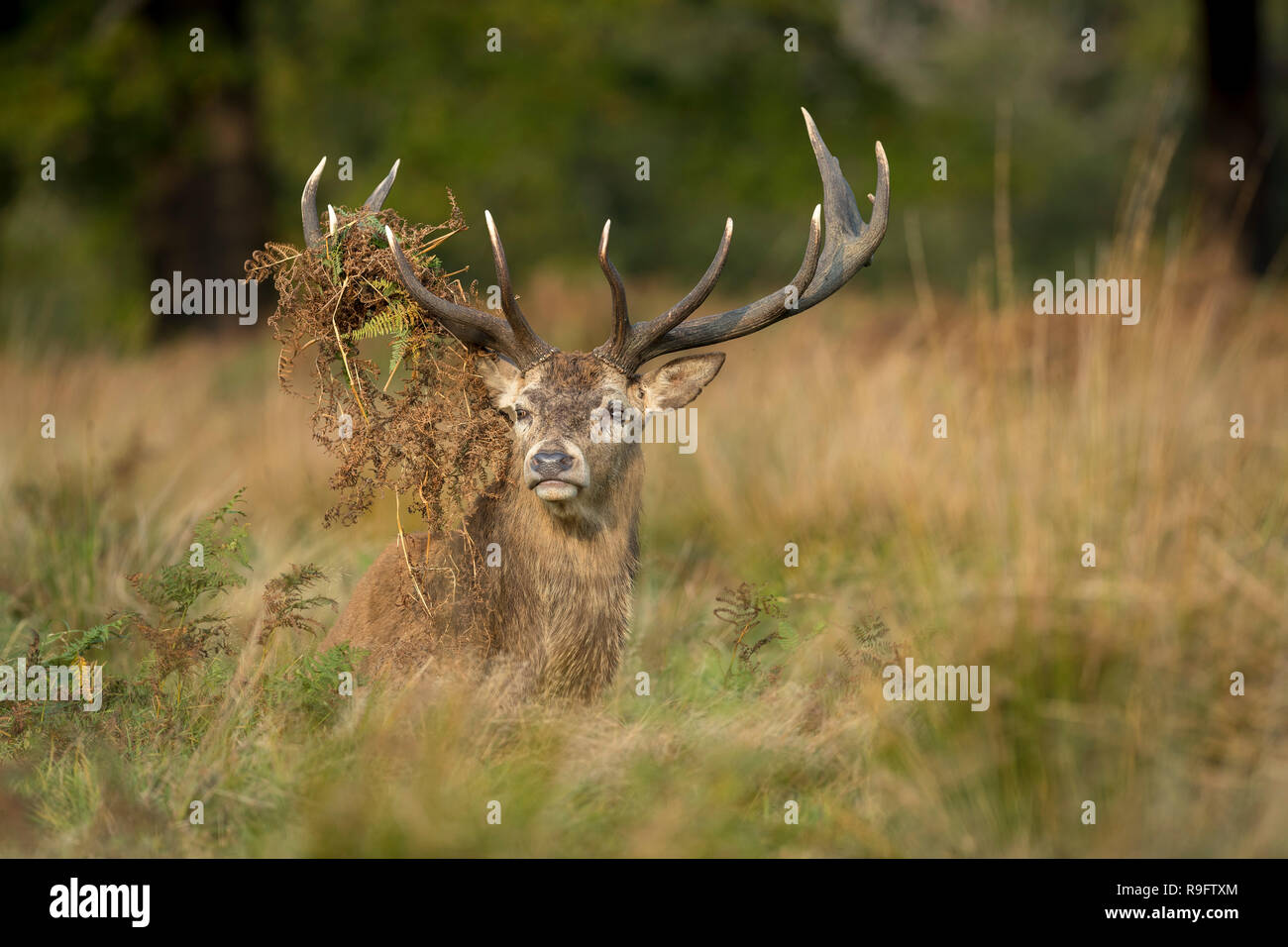 Red Deer; Cervus elaphus Single Stag; Antlers Draped in Bracken Richmond Park; London; UK Stock Photo