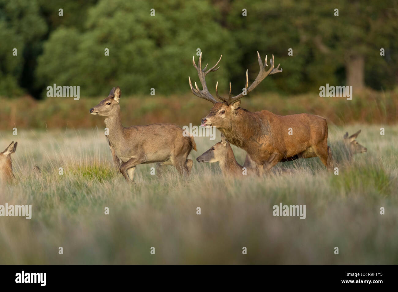 Red Deer; Cervus elaphus Herd; Stag Chasing Hind; UK Stock Photo