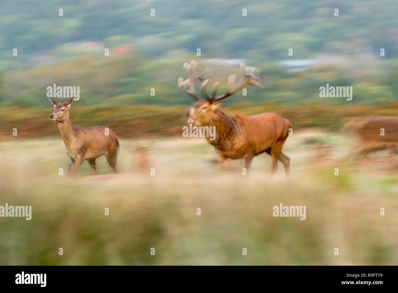 Red Deer; Cervus elaphus Two; Stag Chasing Hind; UK Stock Photo