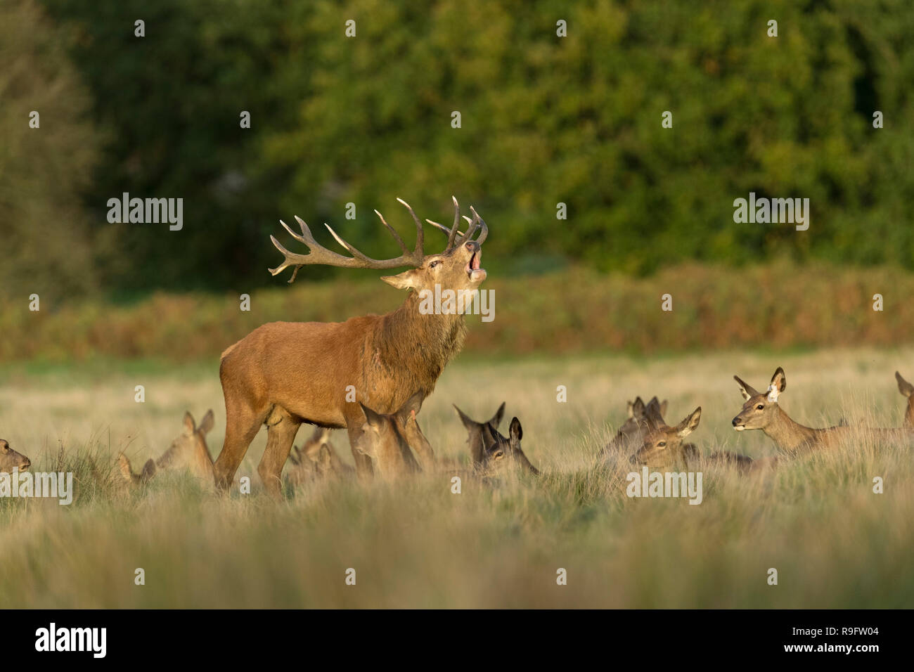 Red Deer; Cervus elaphus Herd; Stag Roaring; UK Stock Photo