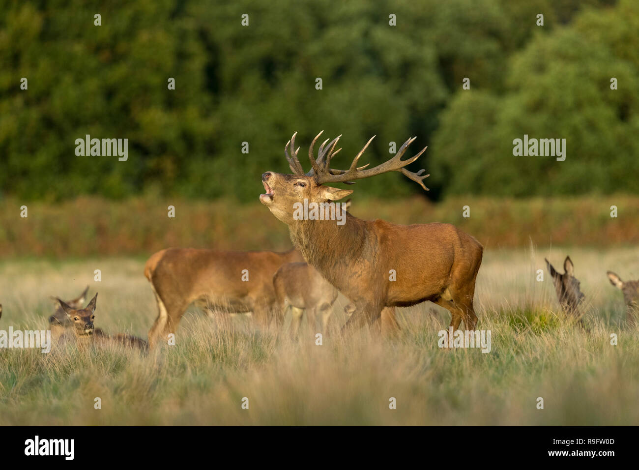 Red Deer; Cervus elaphus Herd; With Stag Roaring; UK Stock Photo
