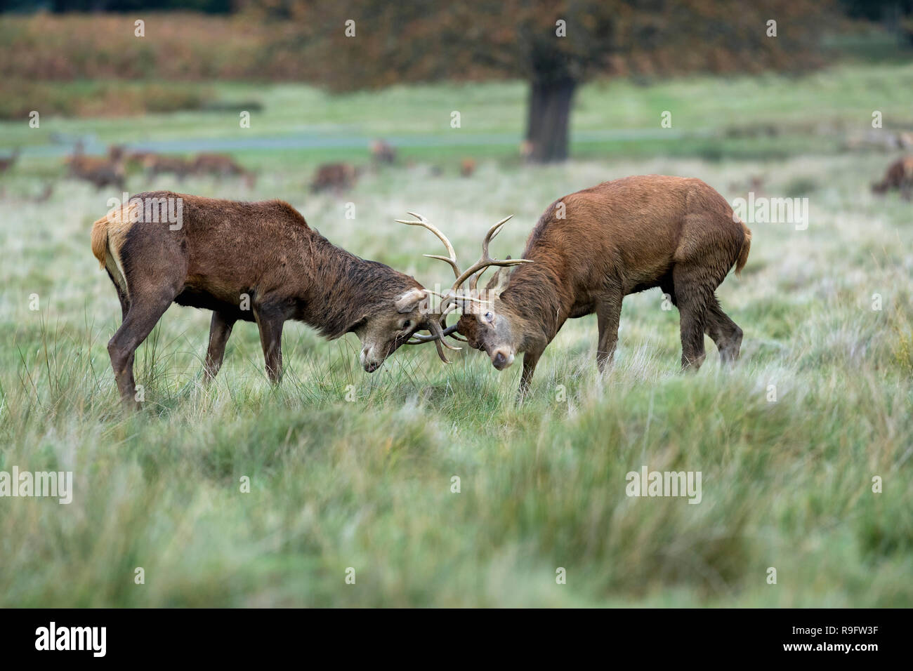 Red Deer; Cervus elaphus Two; Stags Sparring; UK Stock Photo