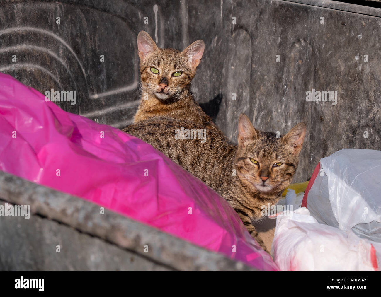 Two stray cats in dumpster on coast of Montenegro appearing guilty of being caught.  Stray cats are a problem all along the Adriatic coast Stock Photo