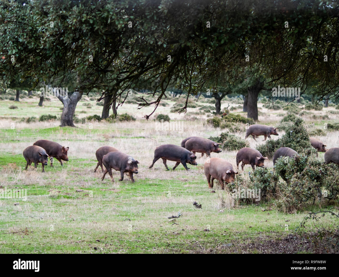 Pigs eating acorns hires stock photography and images Alamy