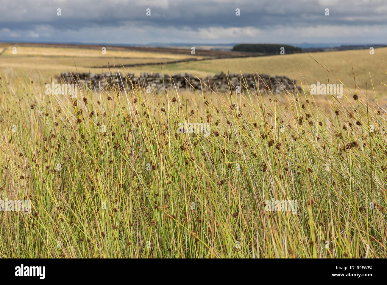 Grasses on moorland near Haworth in West Yorkshire Stock Photo