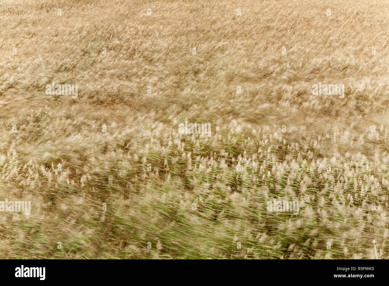 Reeds blowing in the wind; Cornwall Stock Photo