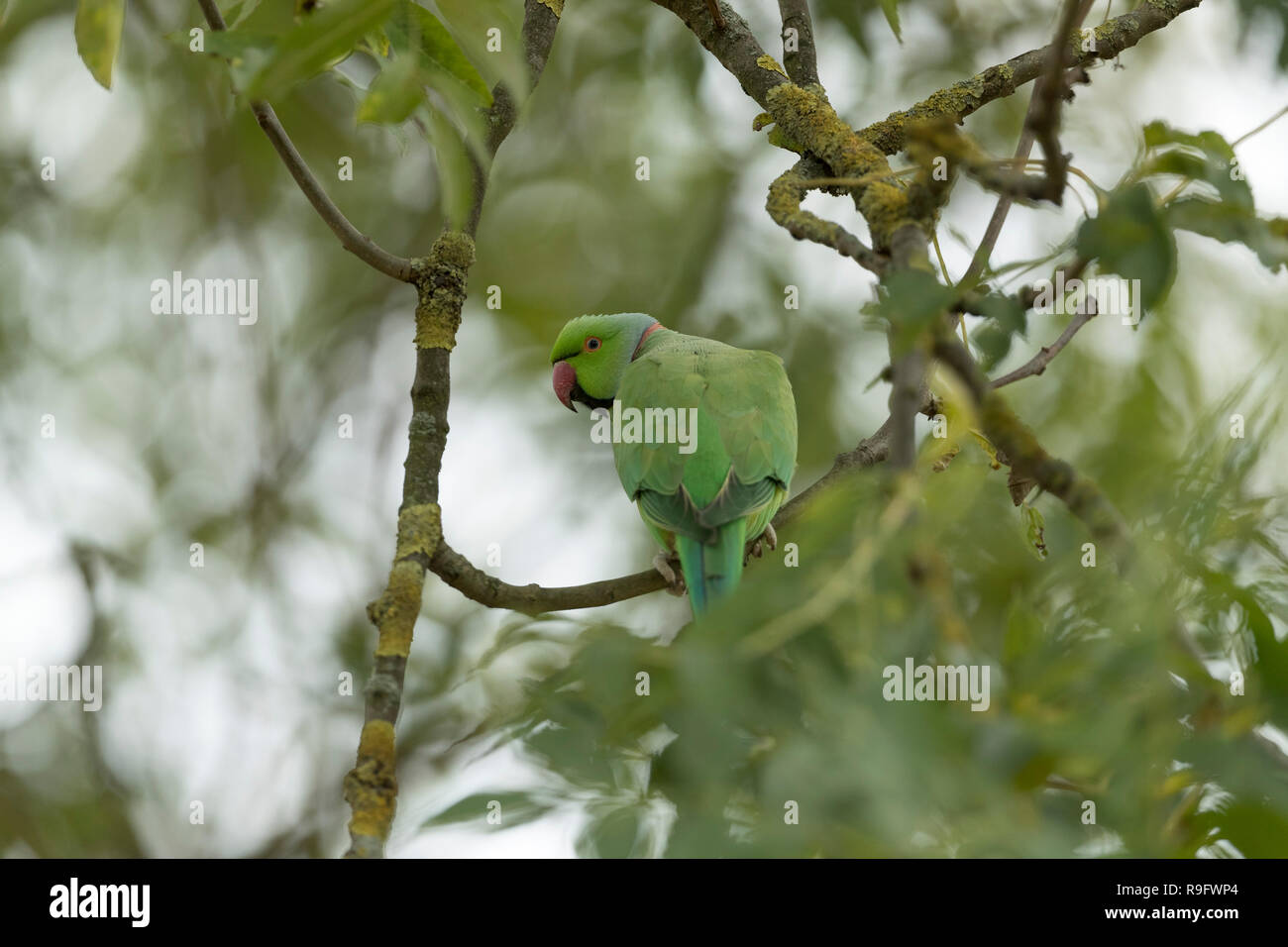 Ring Necked Parakeet; Psittacula krameri London; UK Stock Photo