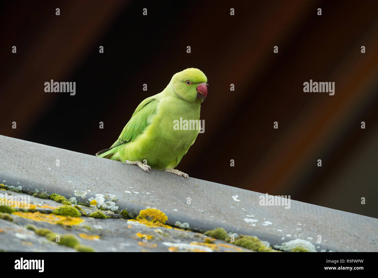 Ring Necked Parakeet; Psittacula krameri Single Female London; UK Stock Photo