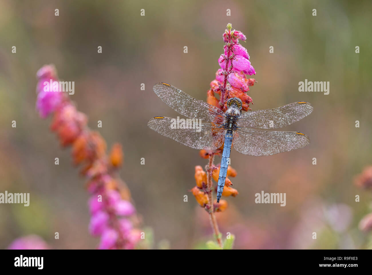 Keeled Skimmer; Orthetrum coerulescens Single Male on Dorset Heath Flower Cornwall; UK Stock Photo