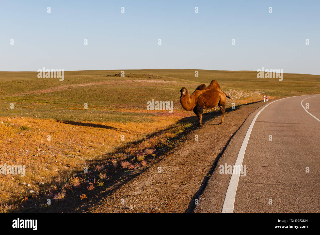 Two Hump Camel High Resolution Stock Photography And Images Alamy