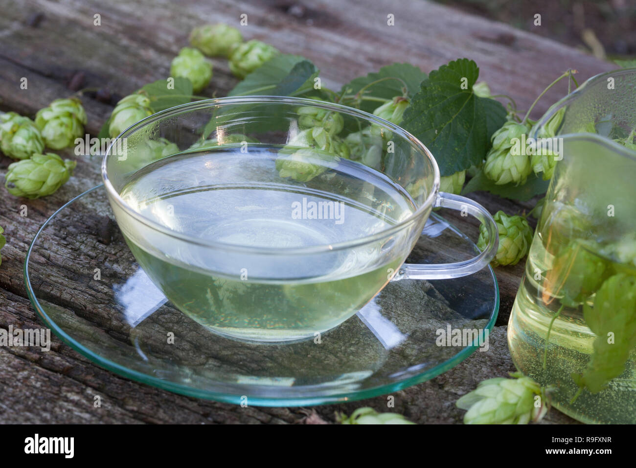 Hopfentee, Hopfen-Tee, Tee aus Hopfenzapfen, Heiltee, Kräutertee, Hopfenharz, Harz, Harze, Hopfenernte, herb tea, herbal tea, tea. Hopfen, Gewöhnliche Stock Photo