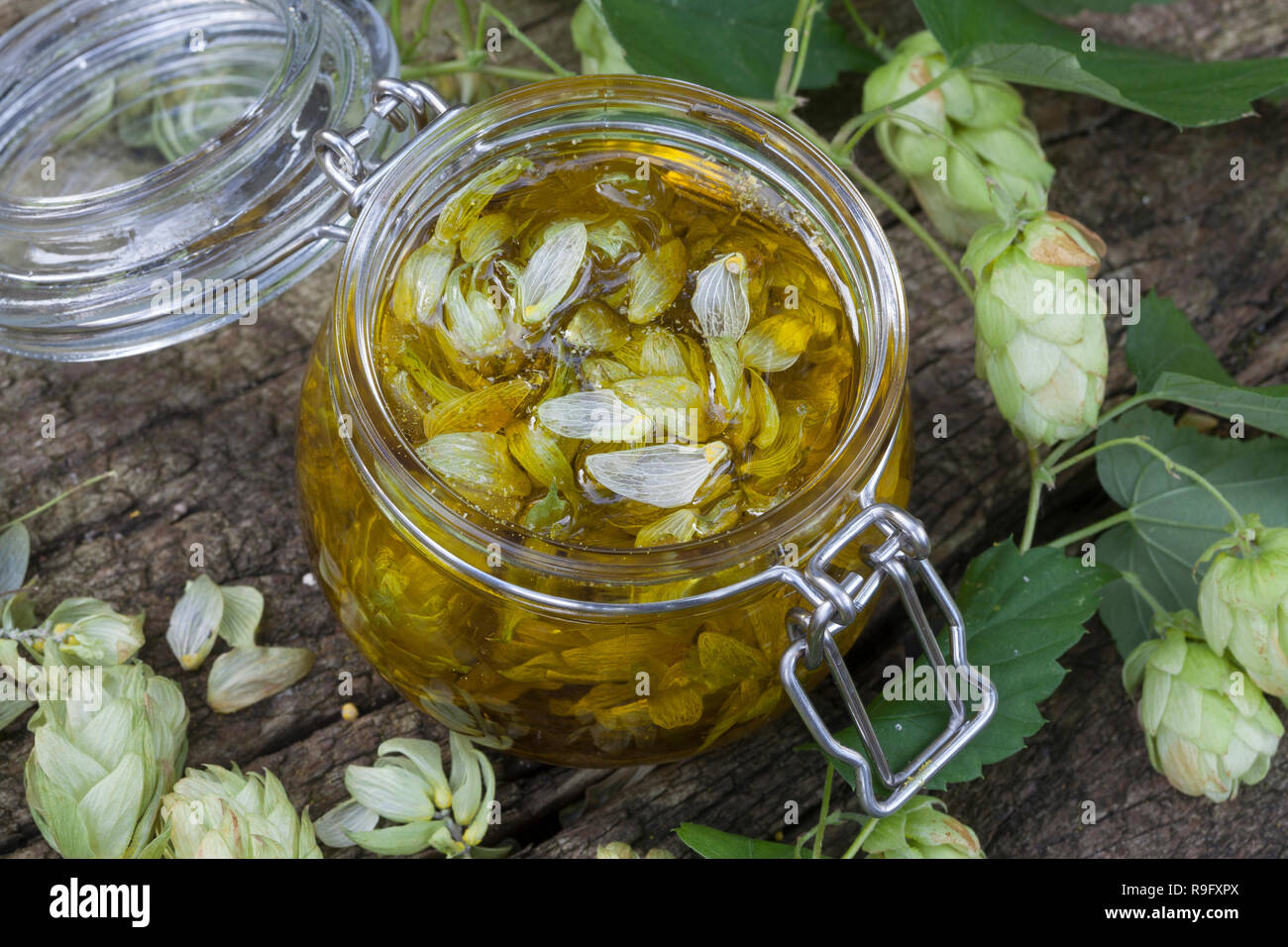 Hopfenöl, Hopfen-Oel, Öl mit Hopfenzapfen, Hopfensalbe, Hopfen-Salbe
