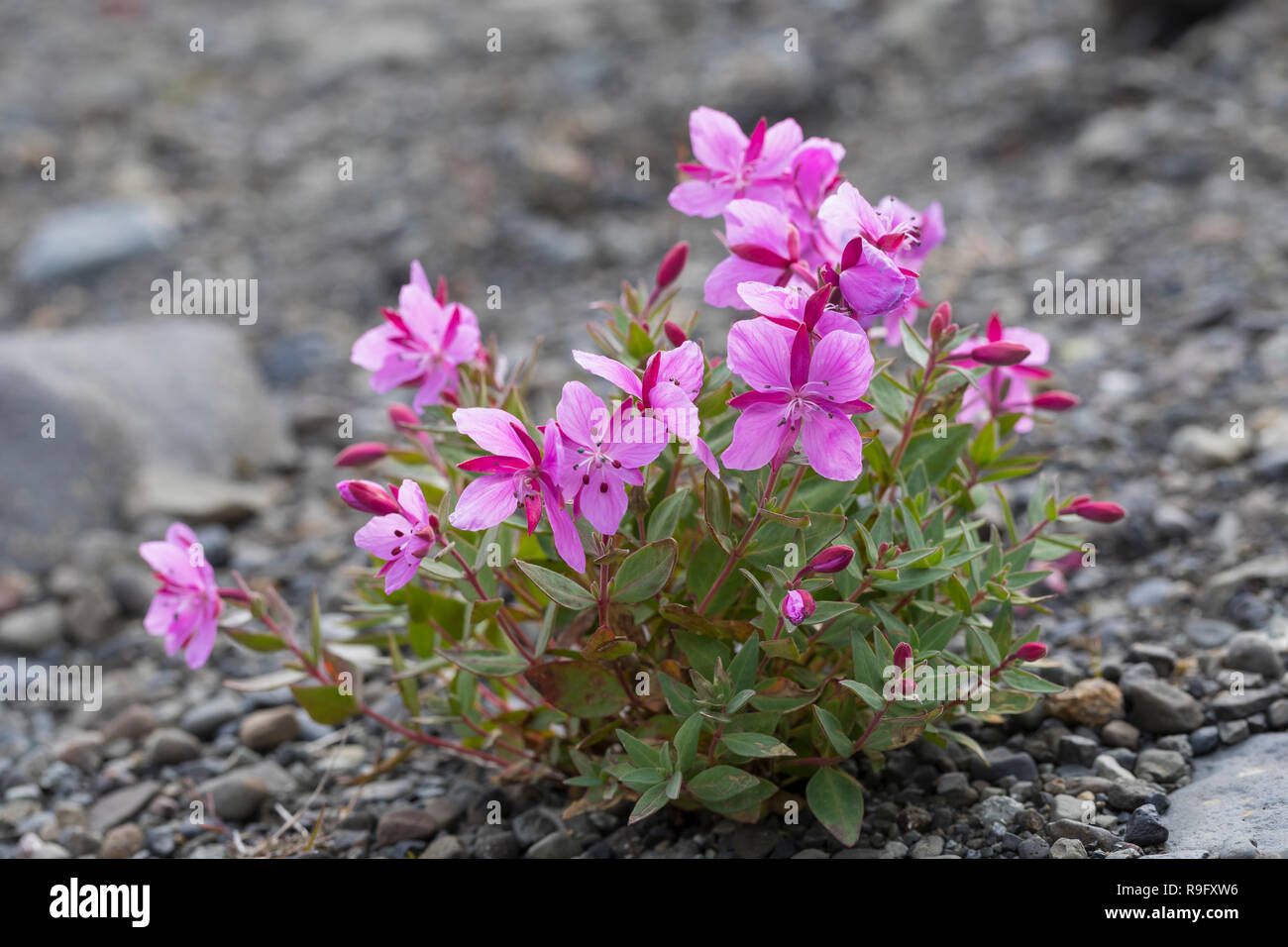 Arktisches Weidenröschen, Breitblättriges Weidenröschen, Chamaenerion latifolium, Epilobium latifolium, Chamerion latifolium, dwarf fireweed, river be Stock Photo