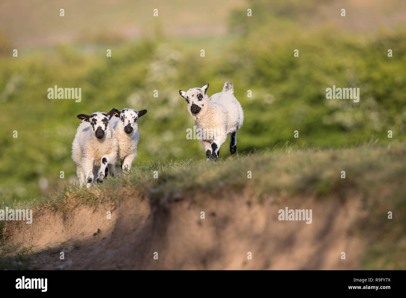 Lamb; Three Pendle; Lancashire; UK Stock Photo