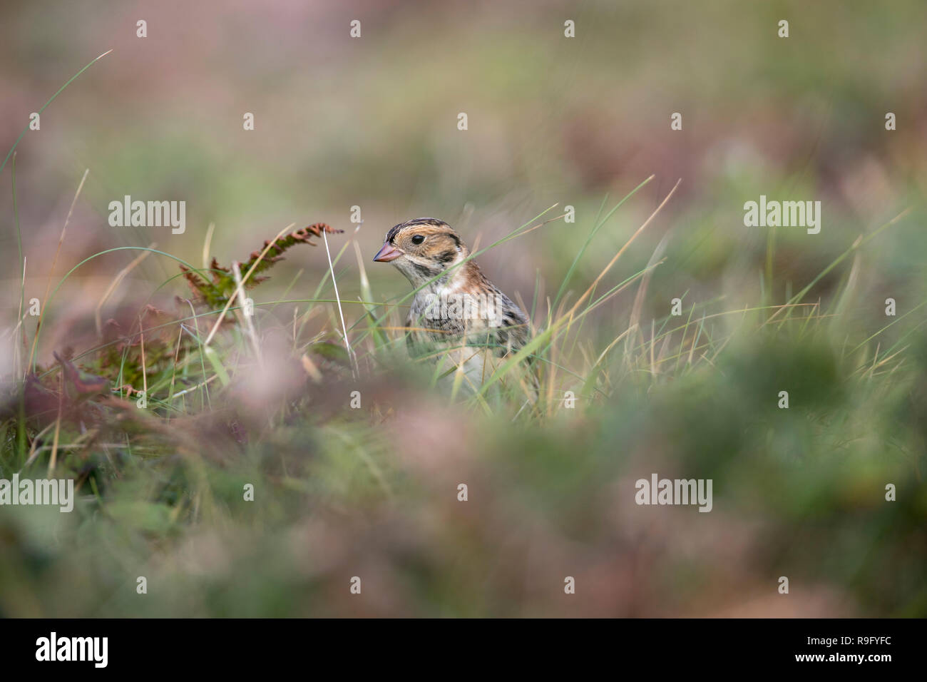 Lapland Bunting; Calcarius lapponicus Isles of Scilly; UK Stock Photo