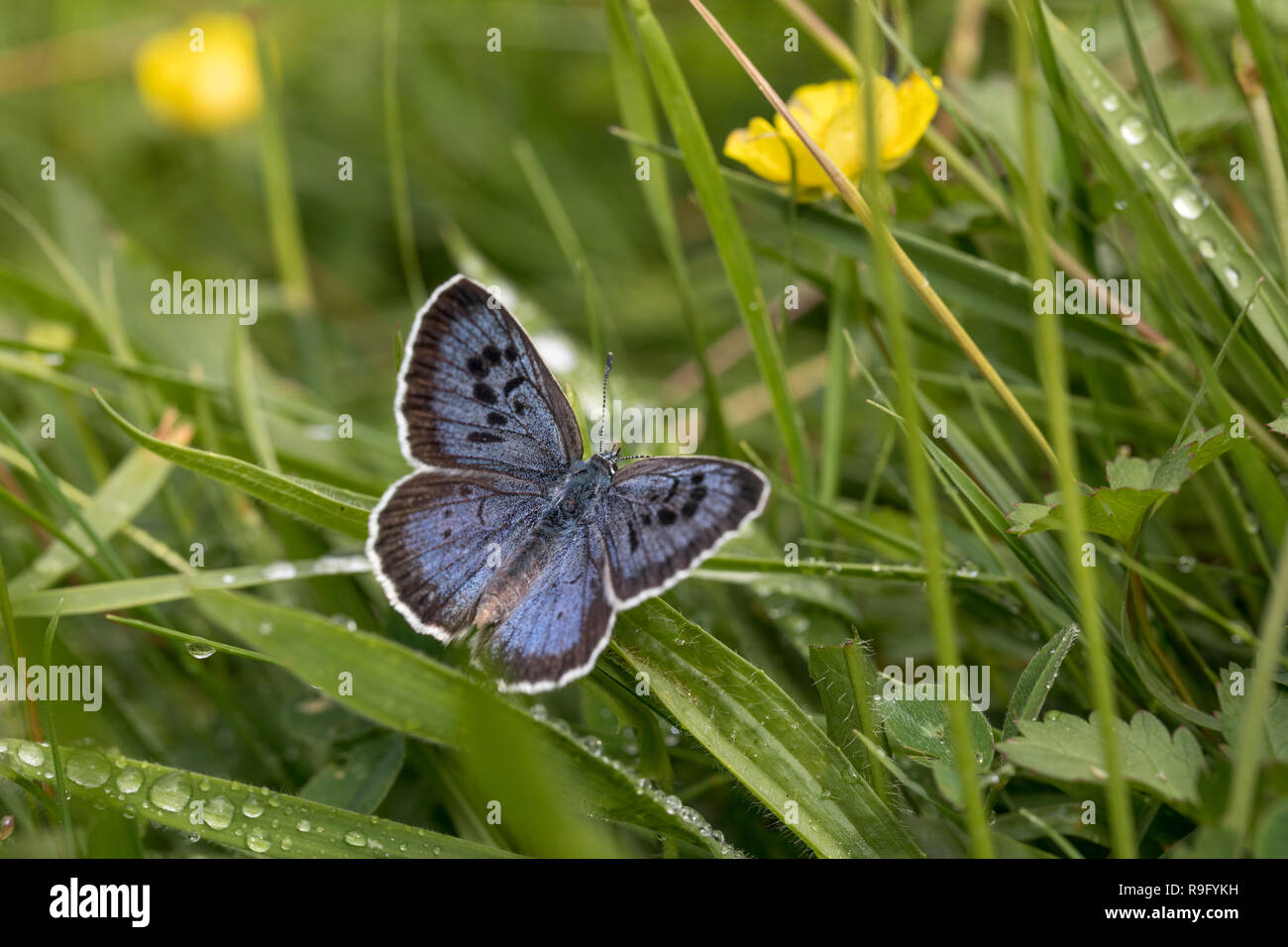 Large Blue Butterfly; Phengaris arion Single Female  Somerset; UK Stock Photo