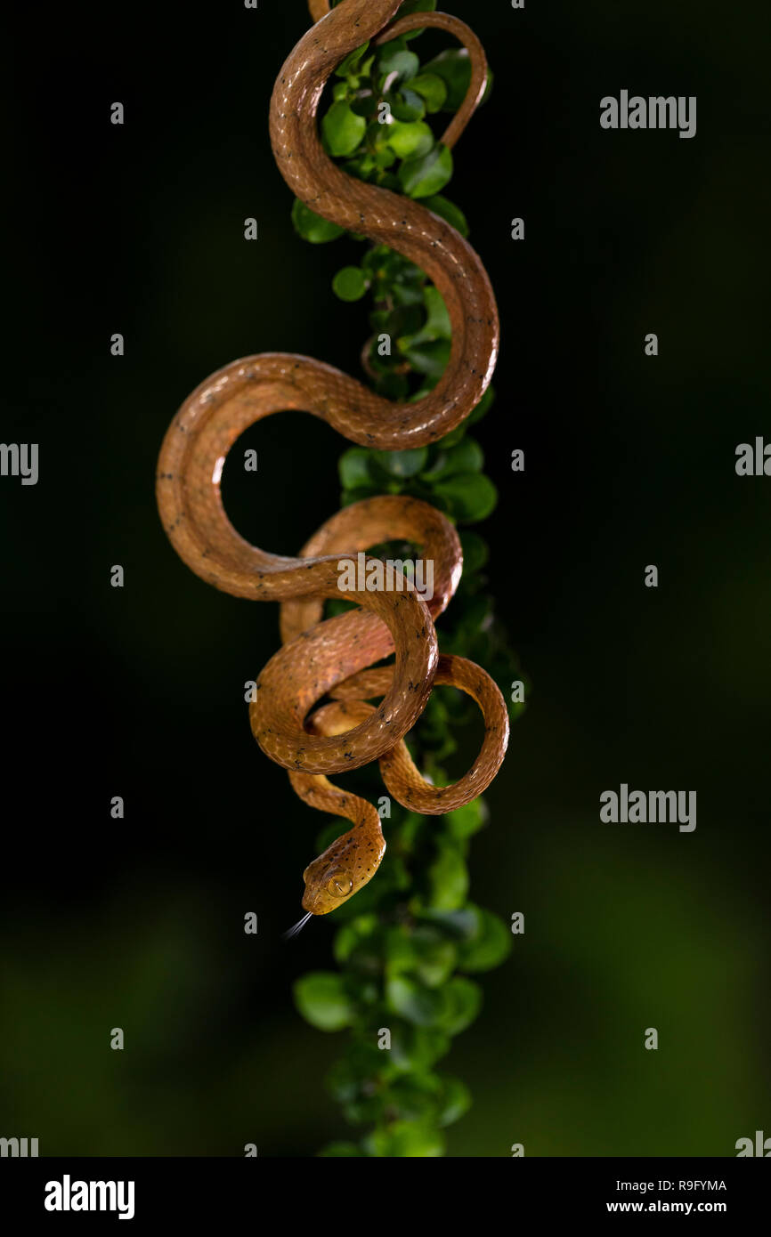 Plain blunt-headed tree snake in Costa Rica Stock Photo