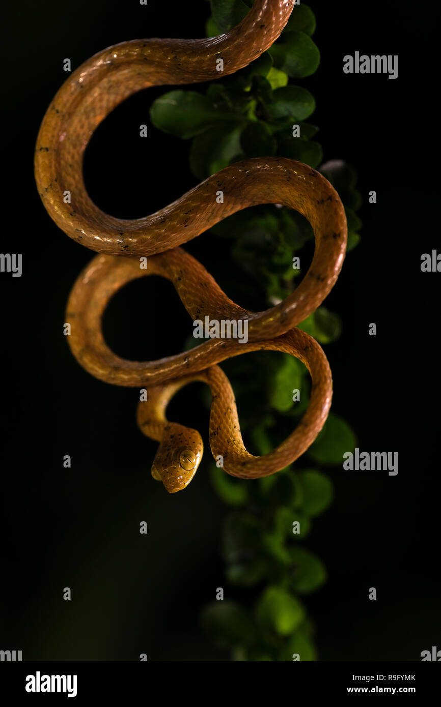 Plain blunt-headed tree snake in Costa Rica Stock Photo