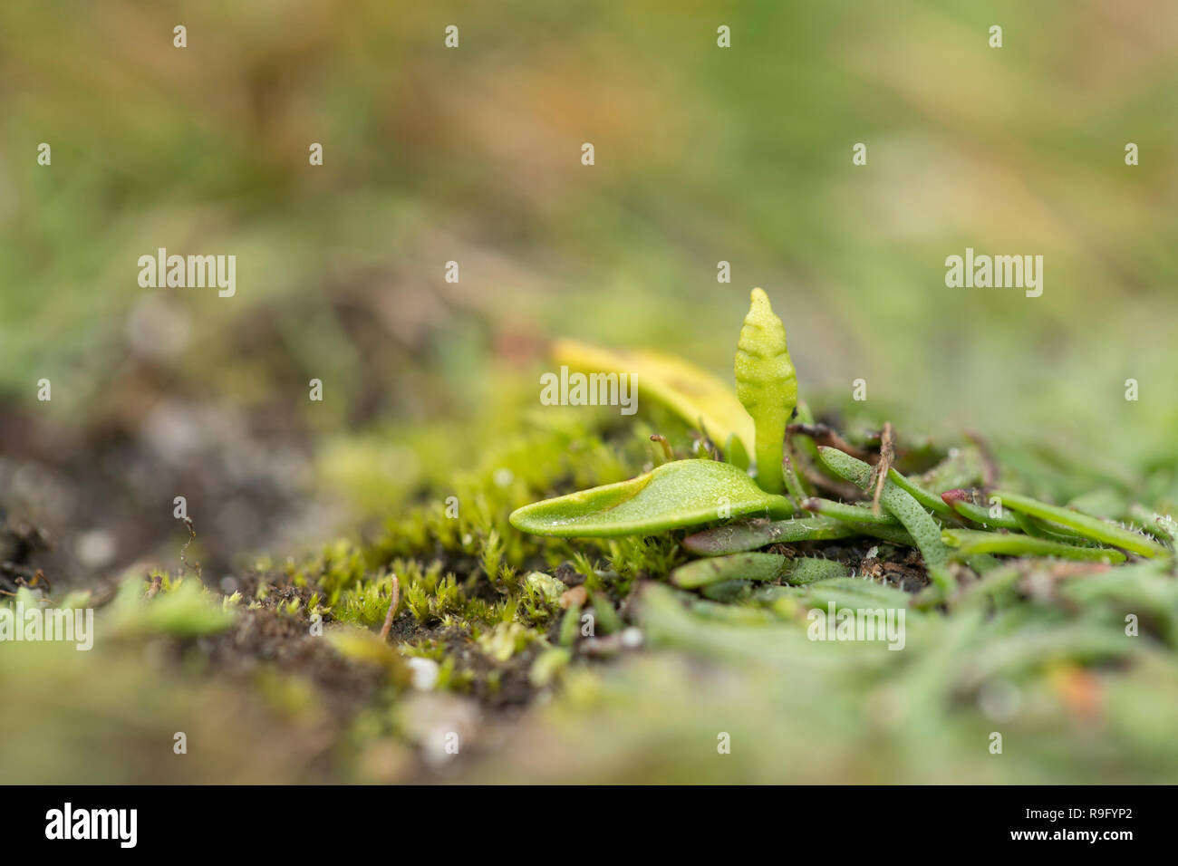 Least Adders Tongue Fern; Ophioglossum vulgatum Spike Isles of Scilly; UK Stock Photo