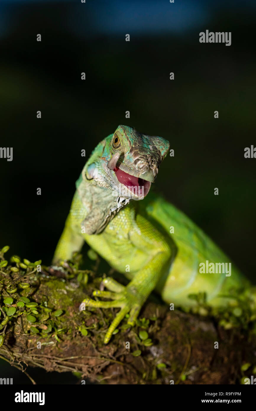 Green Iguana in Costa Rica Stock Photo