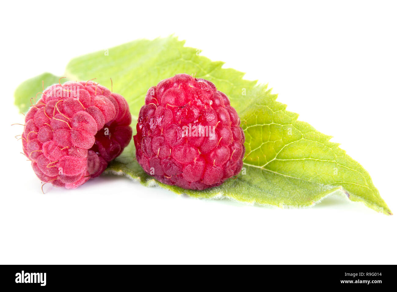 Ripe raspberry and mint it is isolated on a white background Stock ...