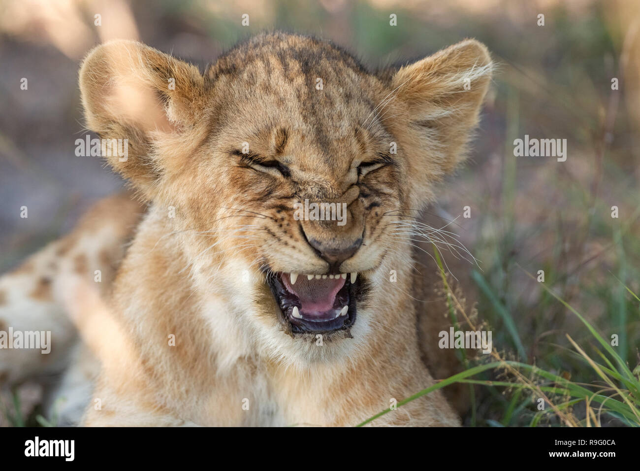Lion cub funny hires stock photography and images Alamy